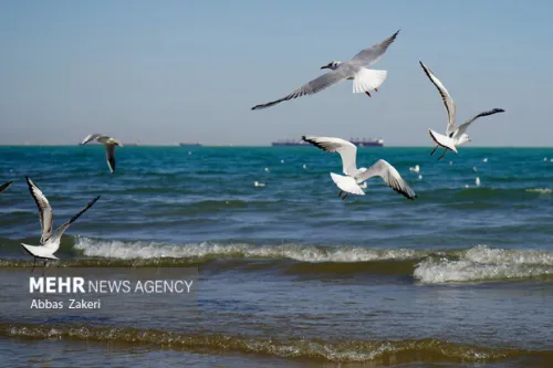 صدور هشدار نارنجی برای خلیج فارس ارتفاع موج به ۲۴۰ سانتی متر می رسد