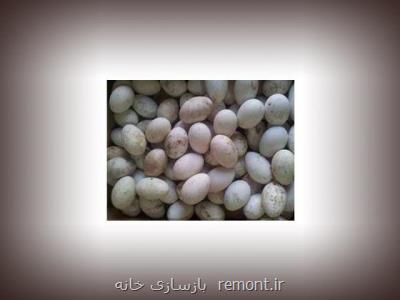 تخم مرغ خوراكی